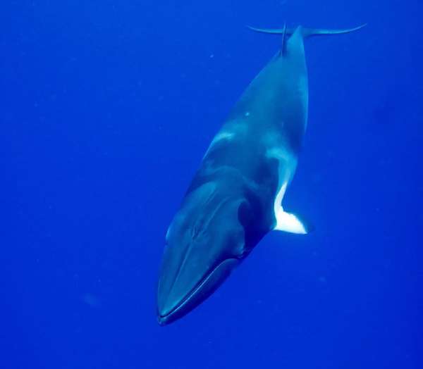 A minke whale
