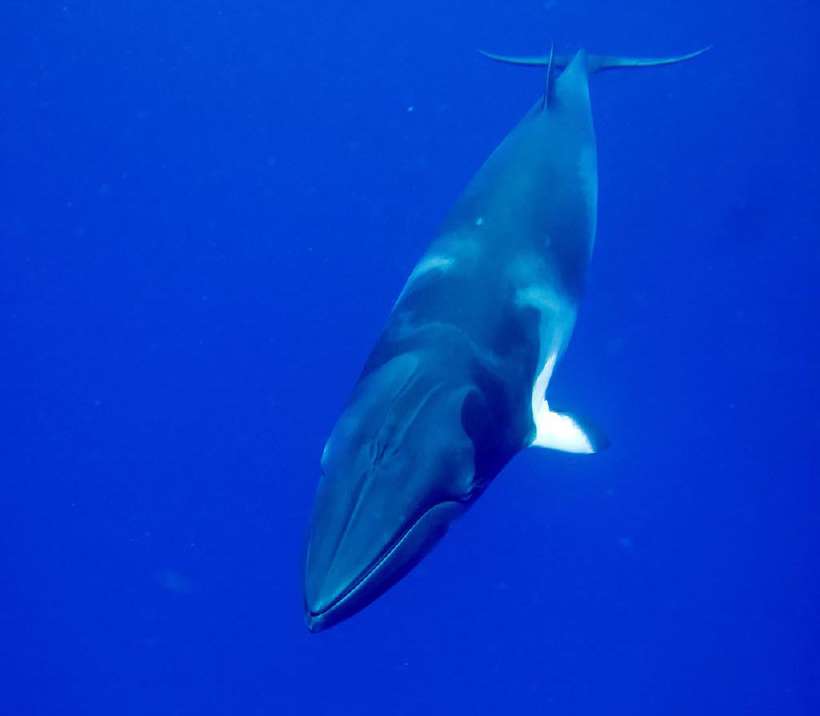 A minke whale