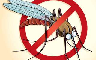 Peppermint to Chase Mosquitoes Away