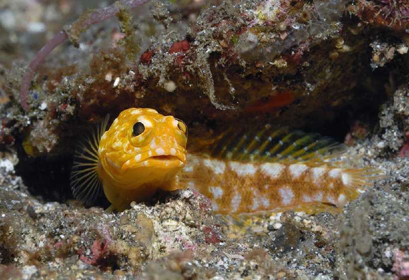 Jawfish (Opistognathidae) are paternal mouthbrooders. Mouthbrooding, also known as oral incubation, is the care given a parent by holding its offspring in its own mouth for extended periods of time.