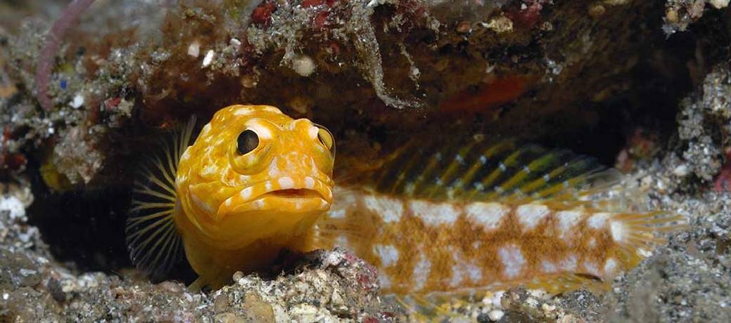 Illustration for Can Fish Lay Eggs in the Mouth?