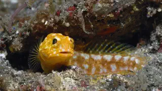 Illustration for Can Fish Lay Eggs in the Mouth?