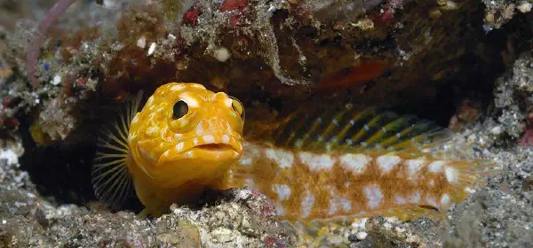 Illustration for Can Fish Lay Eggs in the Mouth?