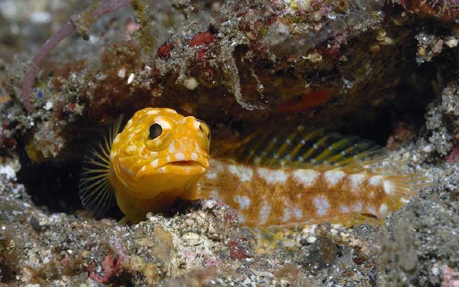 Can Fish Lay Eggs in the Mouth?