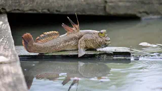 Illustration for Can a Fish be an Amphibian?