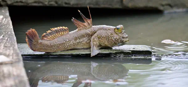 Illustration for Can a Fish be an Amphibian?