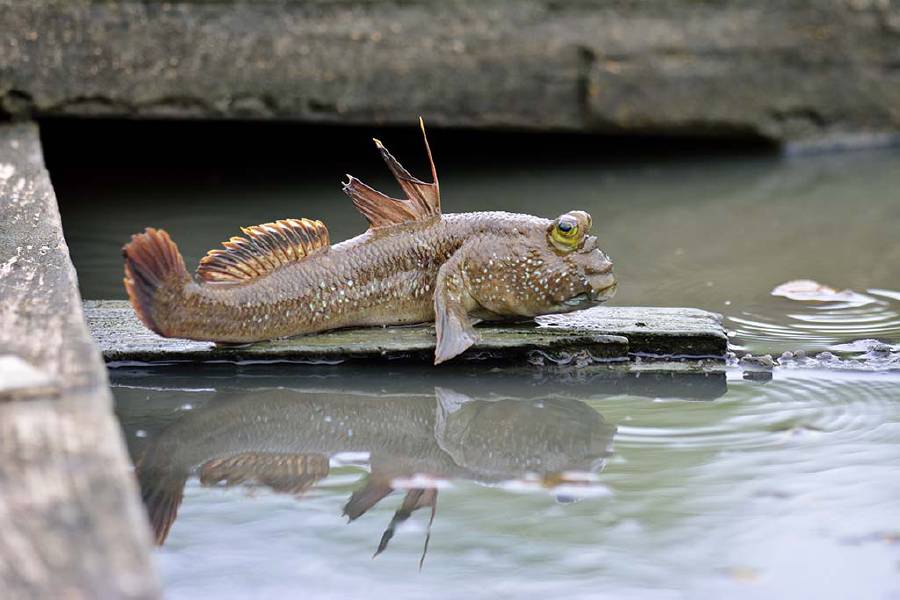 Mudskipper fish about to jump into the water to swim. The mudskippers are probably the most land adapted of fish, and are able to spend days moving about out of water.