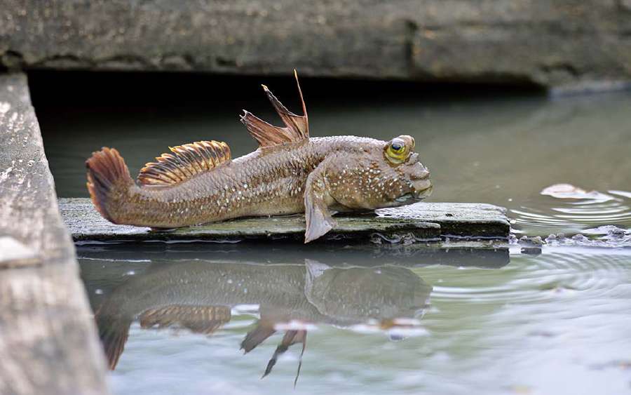 Can a Fish be an Amphibian?