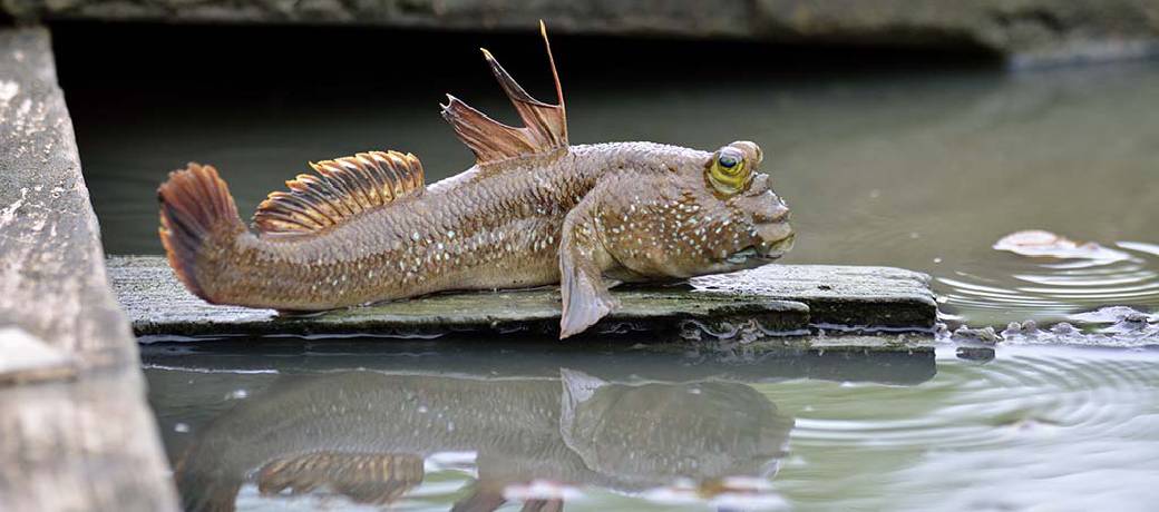 Illustration for Can a Fish be an Amphibian?