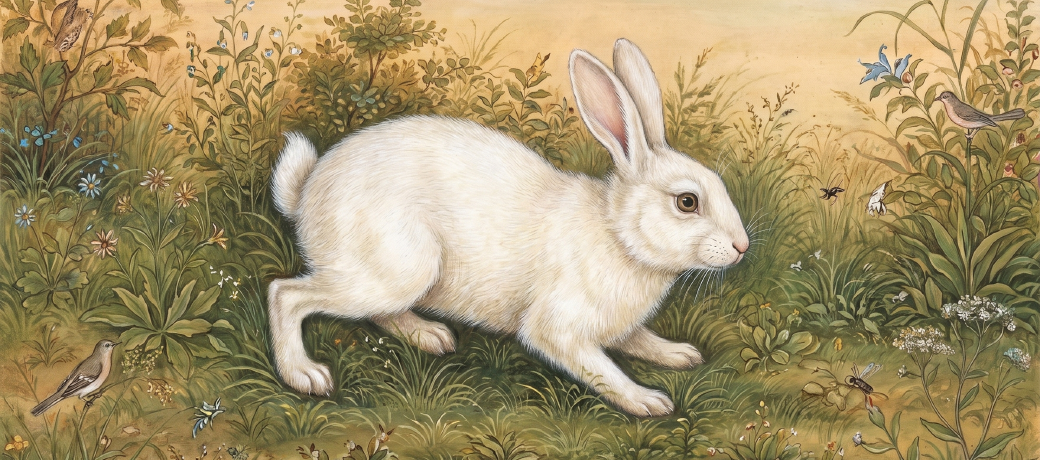 Illustration for My Bunny