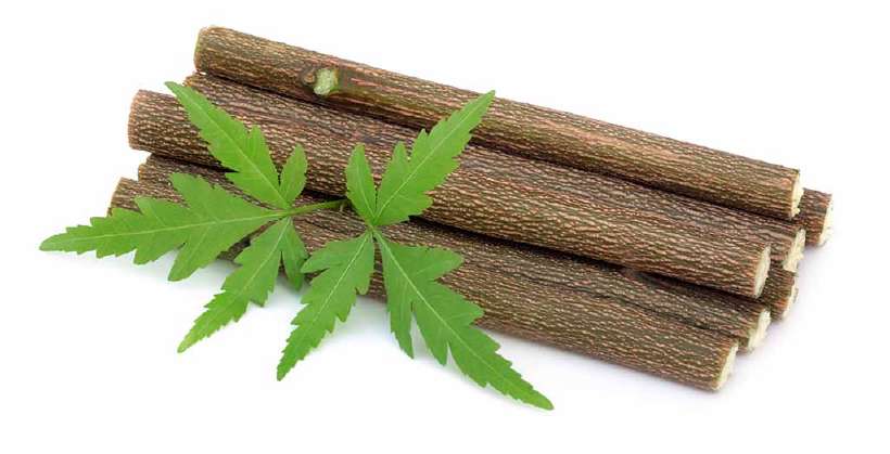 Neem (Azadirachta indic a) twig still used as toothbrush in many parts of India