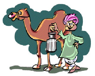 Camel's Milk and Pet Registration [Illustration by Shiju George]