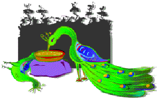 The Peacocks are Dying