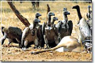 Vanishing Vulture []