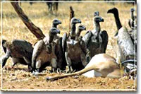 Vanishing Vulture []