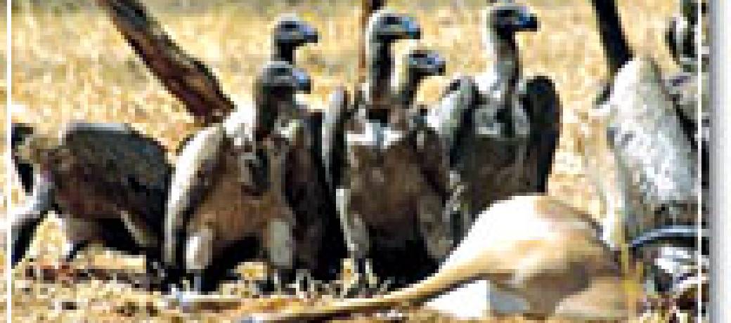 Vanishing Vulture