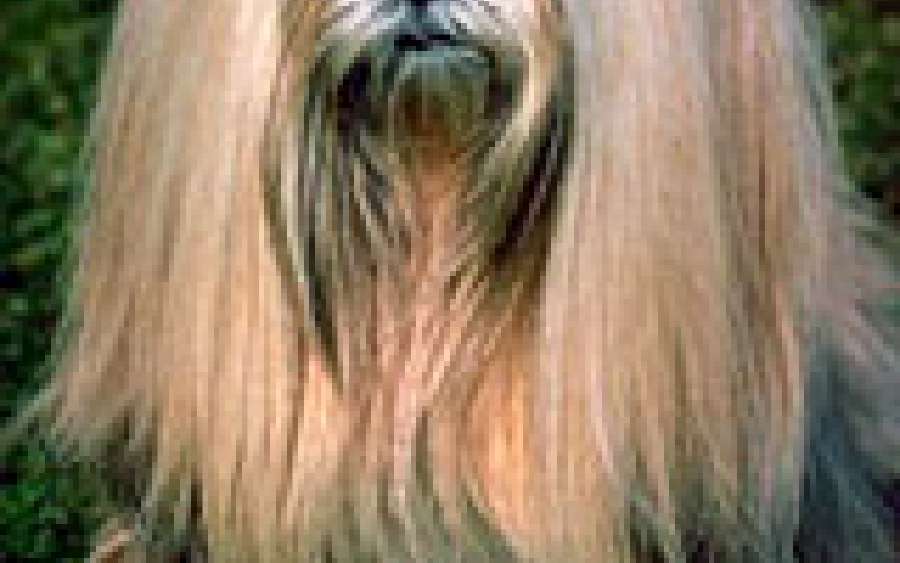 Every dog has his bark