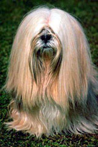 Every dog has his bark []