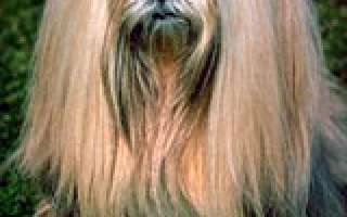 Every dog has his bark