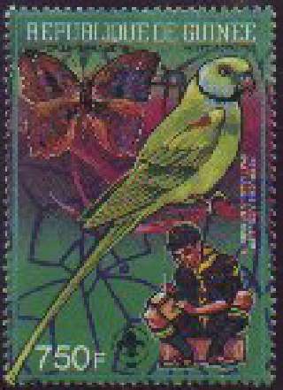 Pretty bird no more []