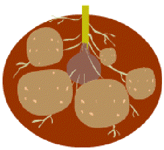 Potatoes get you in the pink of health []