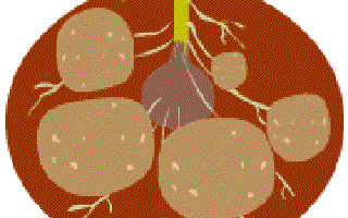 Potatoes get you in the pink of health