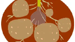 Illustration for Potatoes get you in the pink of health