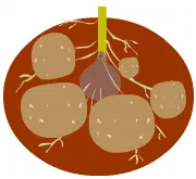 Potatoes get you in the pink of health []