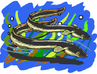 The Truth about Eels [Illustration by Shiju George]