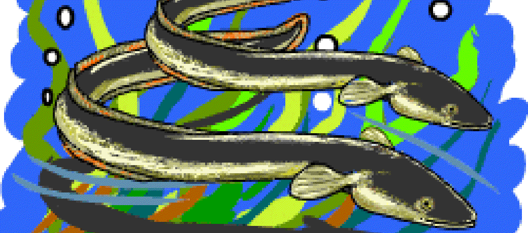 The Truth about Eels
