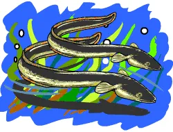 The Truth about Eels [Illustration by Shiju George]