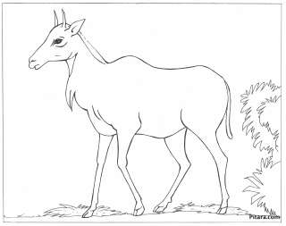 Wild Animals Coloring Pages | Pitara Kids' Network