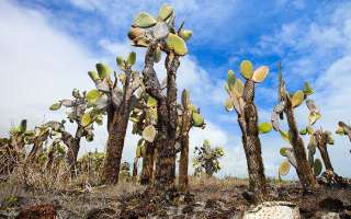 Distress Signals the Leafy Way