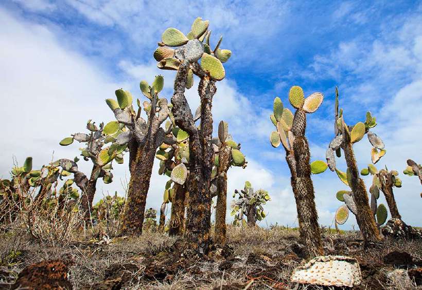 Opuntia cactus at Galapagos island grow a thick stalk more than two metres tall putting the leaves well out of the reach of the giant tortoises.