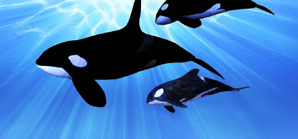 Illustration for What is an Orca?