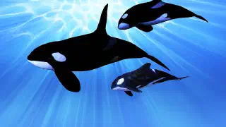 Illustration for What is an Orca?