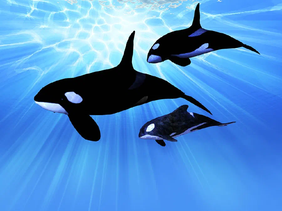 A mature male Orca whale swims with a baby whale.