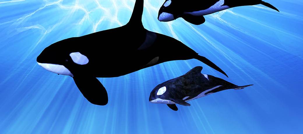 What is an Orca?