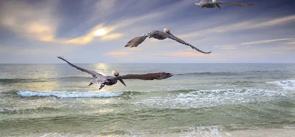 Illustration for Pelican Trouble