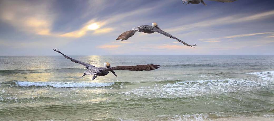 Illustration for Pelican Trouble