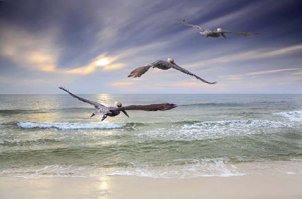 Three Brown Pelicans fly out to sea