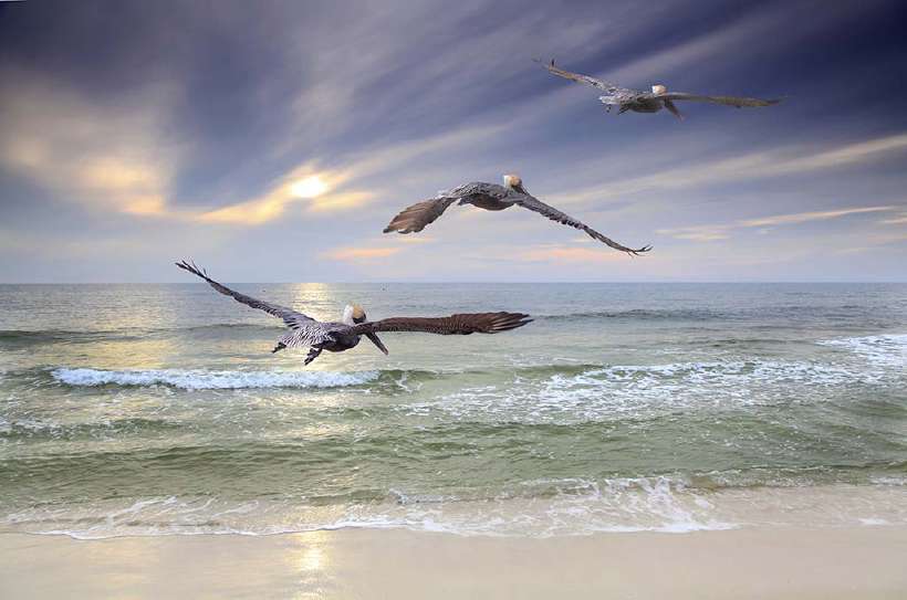 Three Brown Pelicans fly out to sea