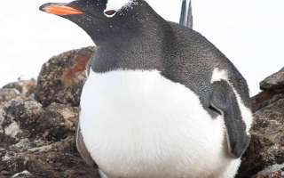 Some Animal Fathers are Great Dads too!