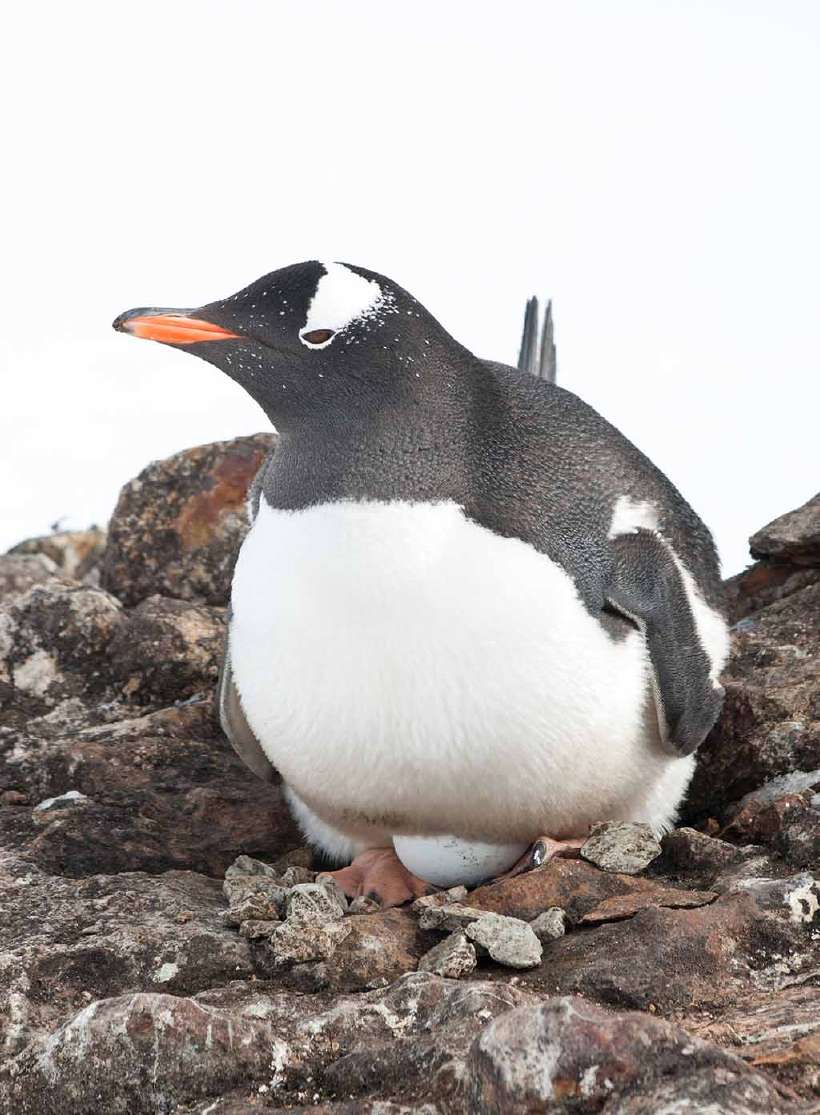 The long-tailed Gentoo penguin incubates eggs
