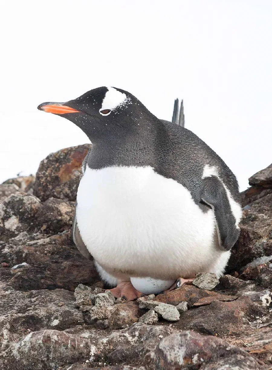 The long-tailed Gentoo penguin incubates eggs