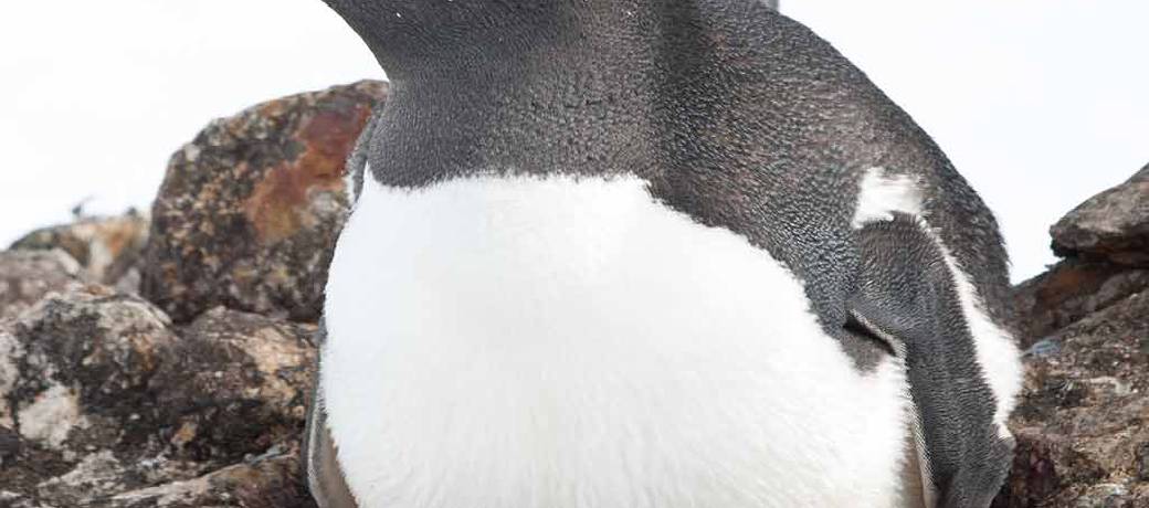 Some Animal Fathers are Great Dads too!