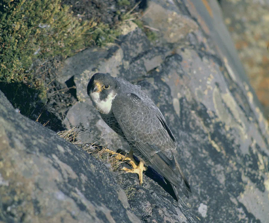 Adult of subspecies pealei or tundrius by its nest in Alaska
