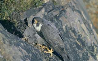 Which is the fastest animal on earth?