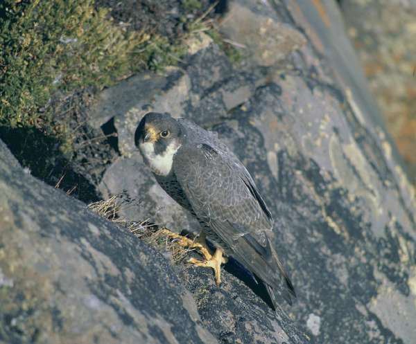 Adult of subspecies pealei or tundrius by its nest in Alaska