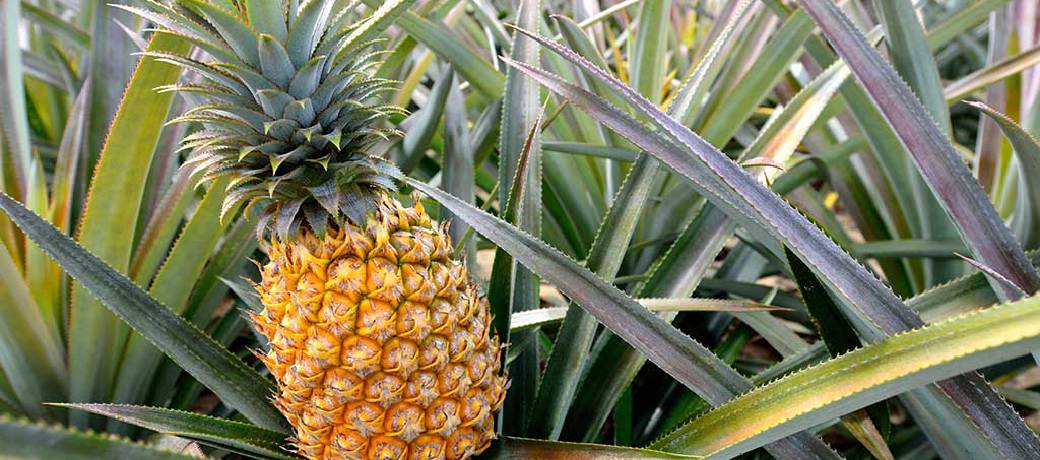How did the Pineapple get its Name?